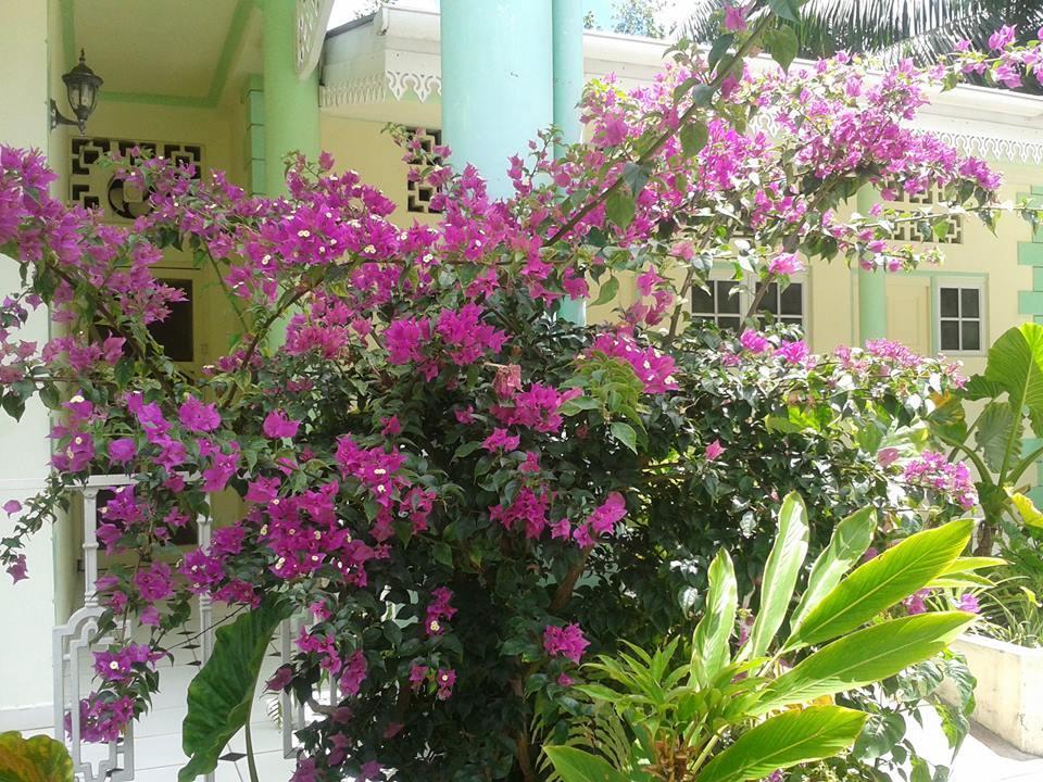 Palm Beach Hotel Grand Anse  Eksteriør billede