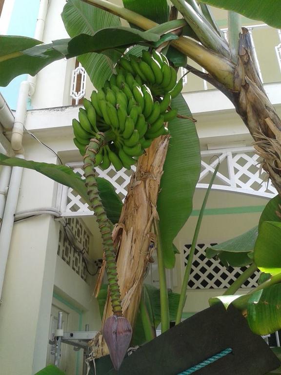 Palm Beach Hotel Grand Anse  Eksteriør billede
